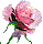 Your Security and Privacy at Cherokee Rose Online Casino, online gambling security and protection